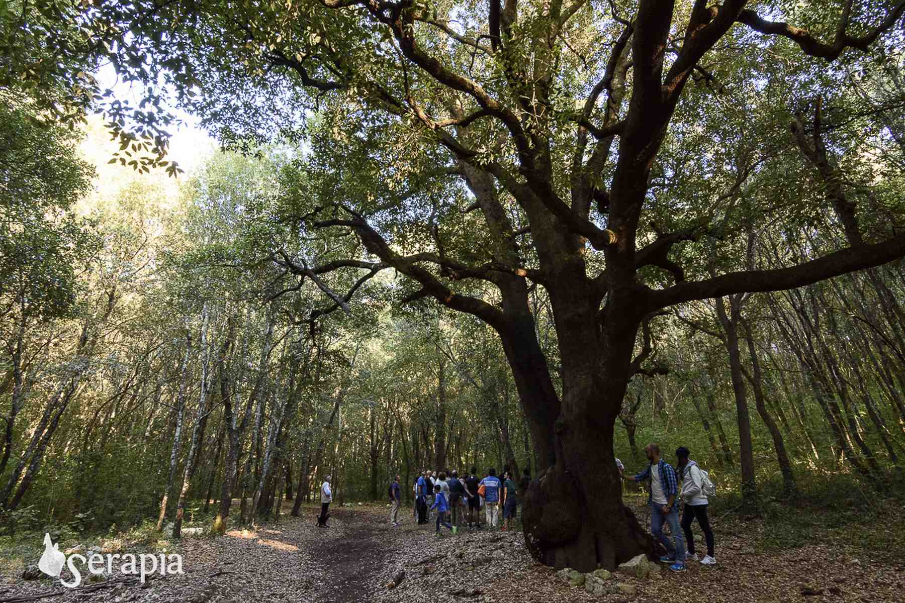 Escursione di Ferragosto nel Bosco delle Pianelle